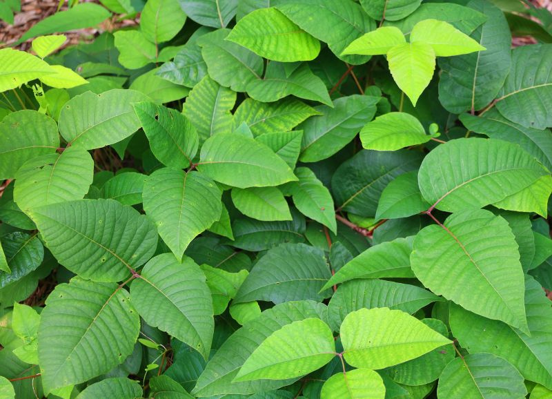 Poison Ivy Removal in Bel Air, MD